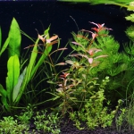 植栽から13日目